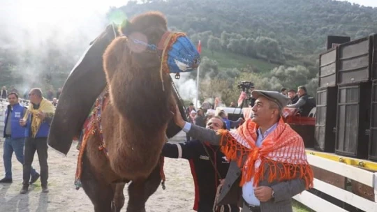 Ege'de deve güreşi heyecanı başladı