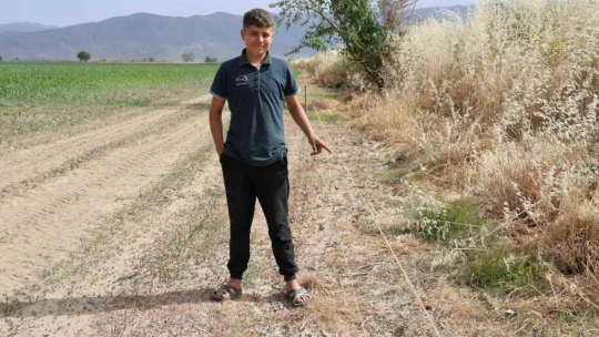 Ege'de domuz sorunu artarak devam ediyor
