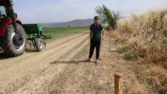 Ege'de domuz sorunu artarak devam ediyor