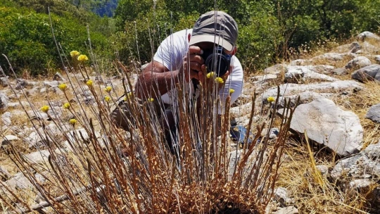 EKODOSD Başkanı Sürücü uyardı: 'Aydın Ölmez çiçeği parmakla sayılacak kadar kaldı'