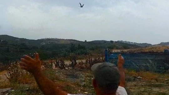 EKODOSD, doğal sivrisinek yok edici ebabil kuşlarına dikkat çekti