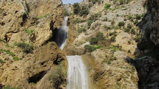 EKODOSD, dünyada sadece Aydın'da yetişen küçük çan çiçeğine dikkat çekti