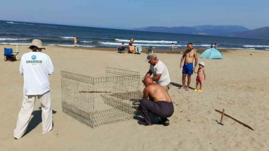 EKODOSD'tan Caretta Caretta uyarısı