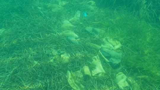 EKODOSD'tan deniz çayırlarını koruma çağrısı