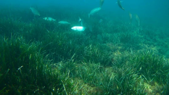 EKODOSD'tan deniz çayırlarını koruma çağrısı