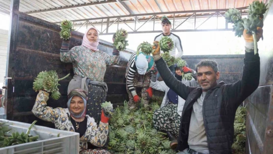 Enginar soyarak asgari ücretin 4 katını kazanıyorlar