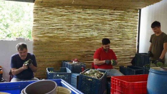 Enginar soyarak asgari ücretin 4 katını kazanıyorlar