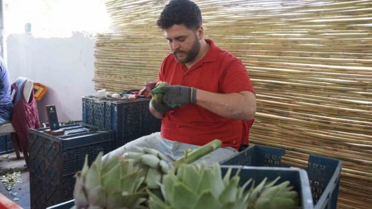 Enginar soyarak asgari ücretin 4 katını kazanıyorlar