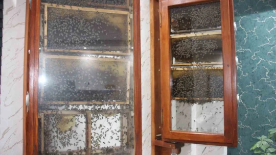 Fabrikasında 5 bin işçi ile 'bal' gibi çalışıyor