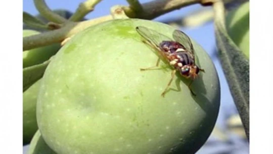 Fethiye'de nar ve zeytin üreticilerine zararlılarla mücadele uyarısı