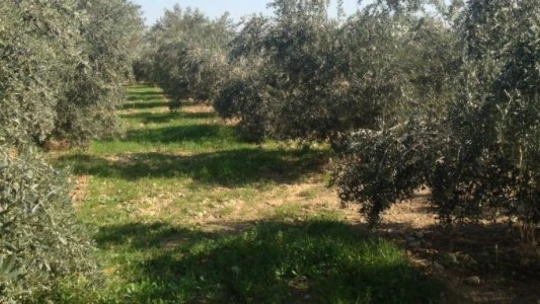 Fethiye'de nar ve zeytin üreticilerine zararlılarla mücadele uyarısı