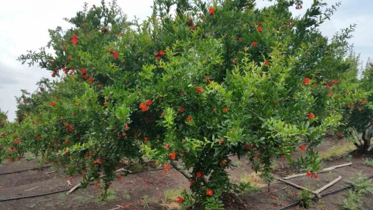 Fethiye'de nar ve zeytin üreticilerine zararlılarla mücadele uyarısı