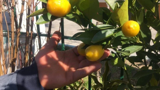 Fidan satışları başladı