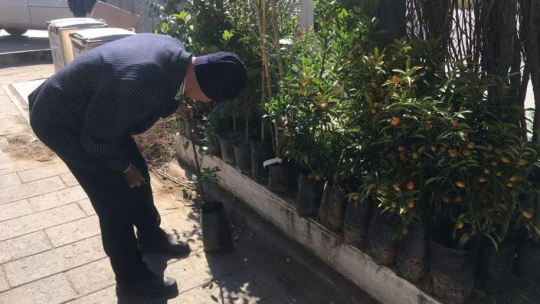 Fidan satışları başladı