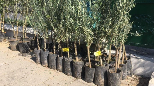 Fidan satışları başladı