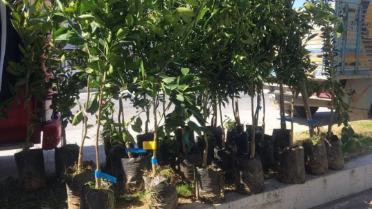 Fidan satışları başladı