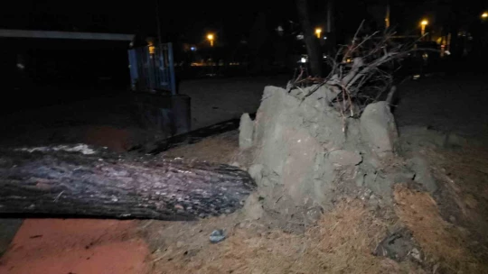 Fırtına ve sağanak evsiz bıraktı: Ağaçlarla beraber kuşların yuvaları da yıkıldı