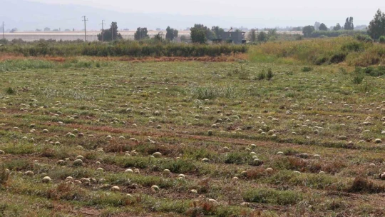 Fiyatlar düşünce karpuz tarlada kaldı