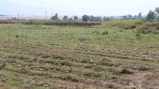 Fiyatlar düşünce karpuz tarlada kaldı