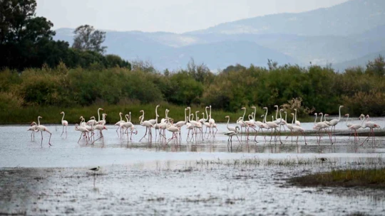 Flamingolardan görsel şölen