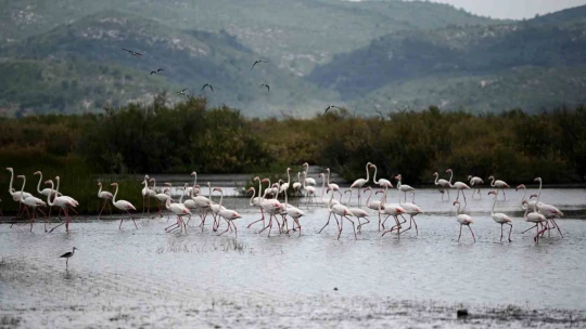 Flamingolardan görsel şölen