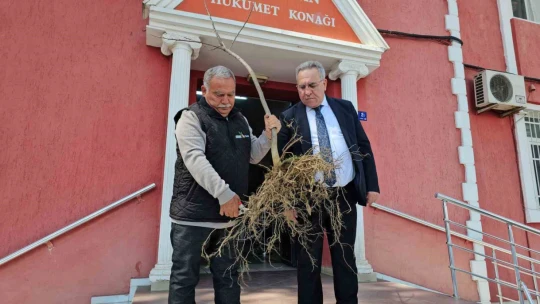 Gal arısı zararlısına karşı geliştirilen kestane fidanları üreticiye dağıtıldı