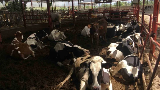Gazeteciliği bıraktı 'hastalıktan ari' çiftlik kurdu