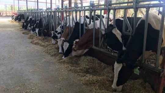 Gazeteciliği bıraktı 'hastalıktan ari' çiftlik kurdu