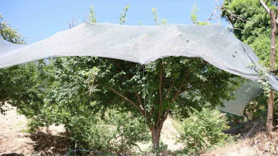 Geçen yıl toplanmayan meyveler bu yıl kıt olunca koruma altına alındı