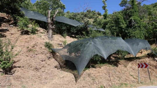Geçen yıl toplanmayan meyveler bu yıl kıt olunca koruma altına alındı