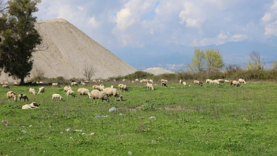 Genç çoban çok sevdiği koyunlardan kopamıyor