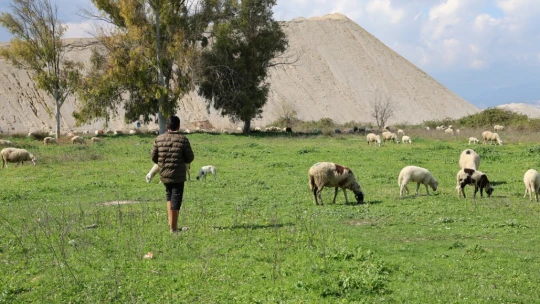Genç çoban çok sevdiği koyunlardan kopamıyor