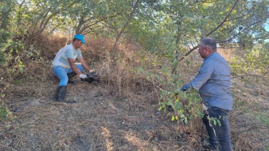 Germencik Belediyesi'nden kültürel tarihe dokunuş