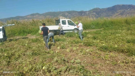 Germencik Belediyesi, vatandaşlara 2 kamyon karpuz dağıttı