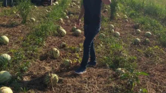 Germencik Belediyesi, vatandaşlara 2 kamyon karpuz dağıttı