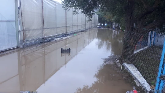 Germencik Gümüşköy seralarına su bastı