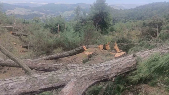 Germencik Habipler Köyü'nde ormanlık alanda kesilen ağaçlarla ilgili soruşturma başlatıldı