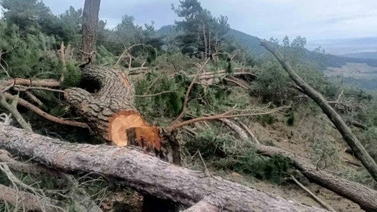 Germencik Habipler Köyü'nde ormanlık alanda kesilen ağaçlarla ilgili soruşturma başlatıldı