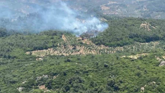 Germencik'te orman yangını