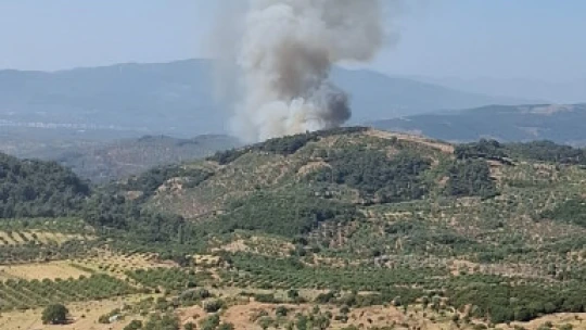 Germencik'te orman yangını