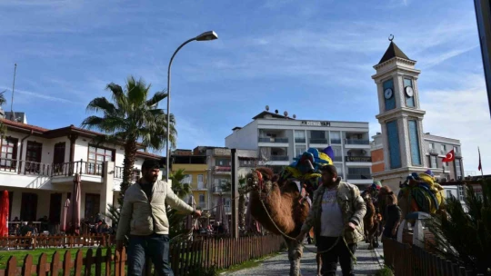 Germencik'te pehlivan develer görücüye çıktı