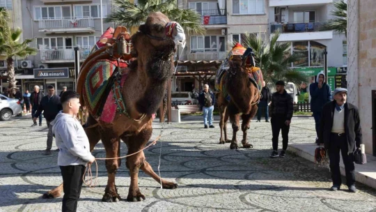 Germencik'te pehlivan develer görücüye çıktı