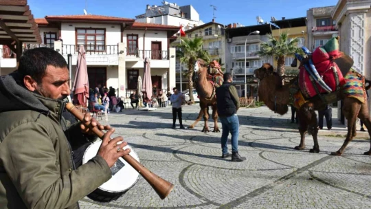 Germencik'te pehlivan develer görücüye çıktı
