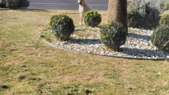Germencik'te yaşlı adama köpekler saldırdı