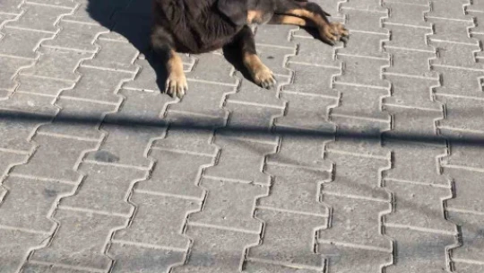 Germencik'te yaşlı adama köpekler saldırdı