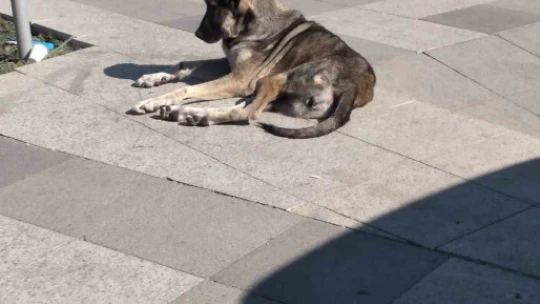 Germencik'te yaşlı adama köpekler saldırdı