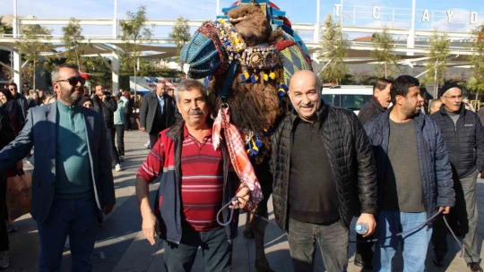 Görücüye çıkan develer ilginç görüntülere sahne oldu