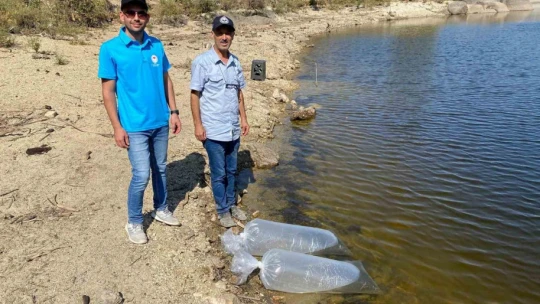Gözkayası Göleti'ne sazan yavruları bırakıldı