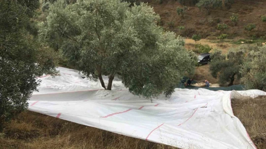 Günlük 3 bin liraya çalışacak zeytin işçisi bulunamıyor