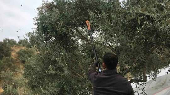 Günlük 3 bin liraya çalışacak zeytin işçisi bulunamıyor